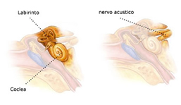 orecchio interno