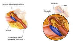 orecchio medio