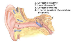 Come funziona l'udito? Sentifon a Pozzallo